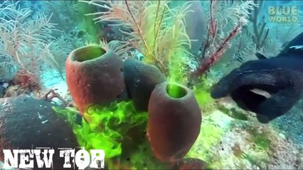 BEST COUB 2017 JANUARY ЛУЧШИЕ ПРИКОЛЫ ПОШЛЫЕ ПРИКОЛЫ Январь 2017