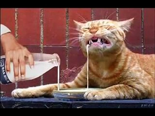 Эти смешные кошки