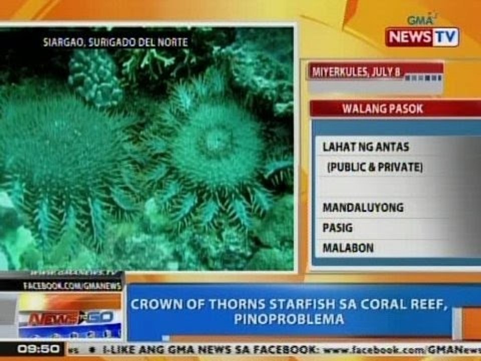 NTG: Crown of thorns starfish sa coral reef, pinoproblema sa Siargao