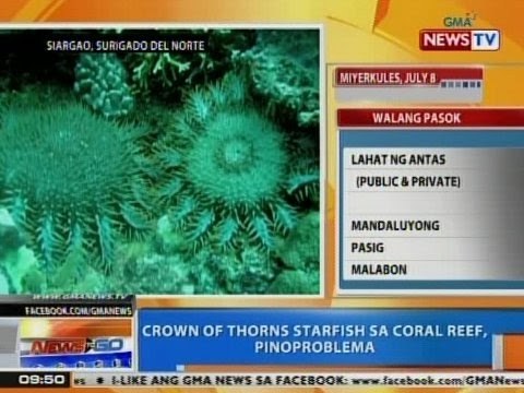 NTG: Crown of thorns starfish sa coral reef, pinoproblema sa Siargao