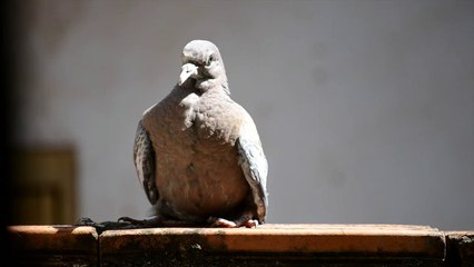 Avky Inc Tester Video: Birds Chirping 1
