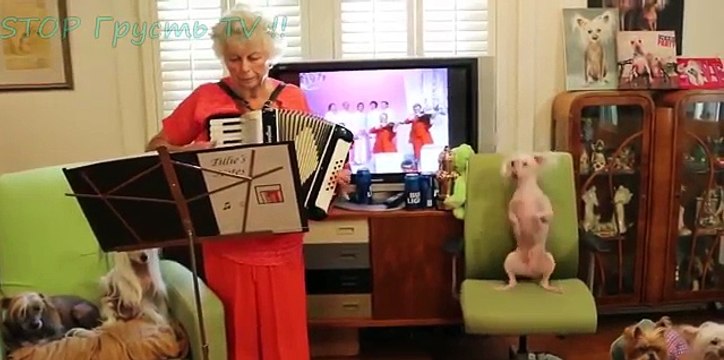 НОВЫЕ ПРИКОЛЫ 2016 Август ★ ЛУЧШИЕ ПРИКОЛЫ ★ Подборка приколов FUNNY JOKES 2016 №40