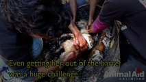 Amazing: Aid Workers Rescue A Dog That Turned Rock-Solid In Tar Drum!