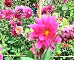 জমে উঠেছে ময়মনসিংহের পুষ্পমেলা