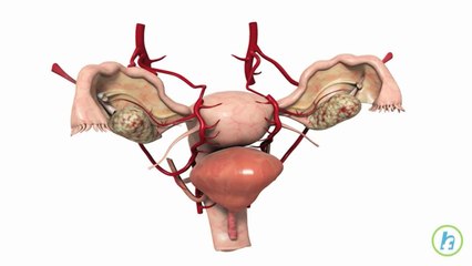 What is Fetal Development?