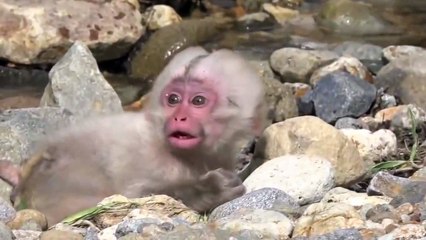 Funny Monkey Videos Cute and Funny Baby Monkey Compilation Video 2017