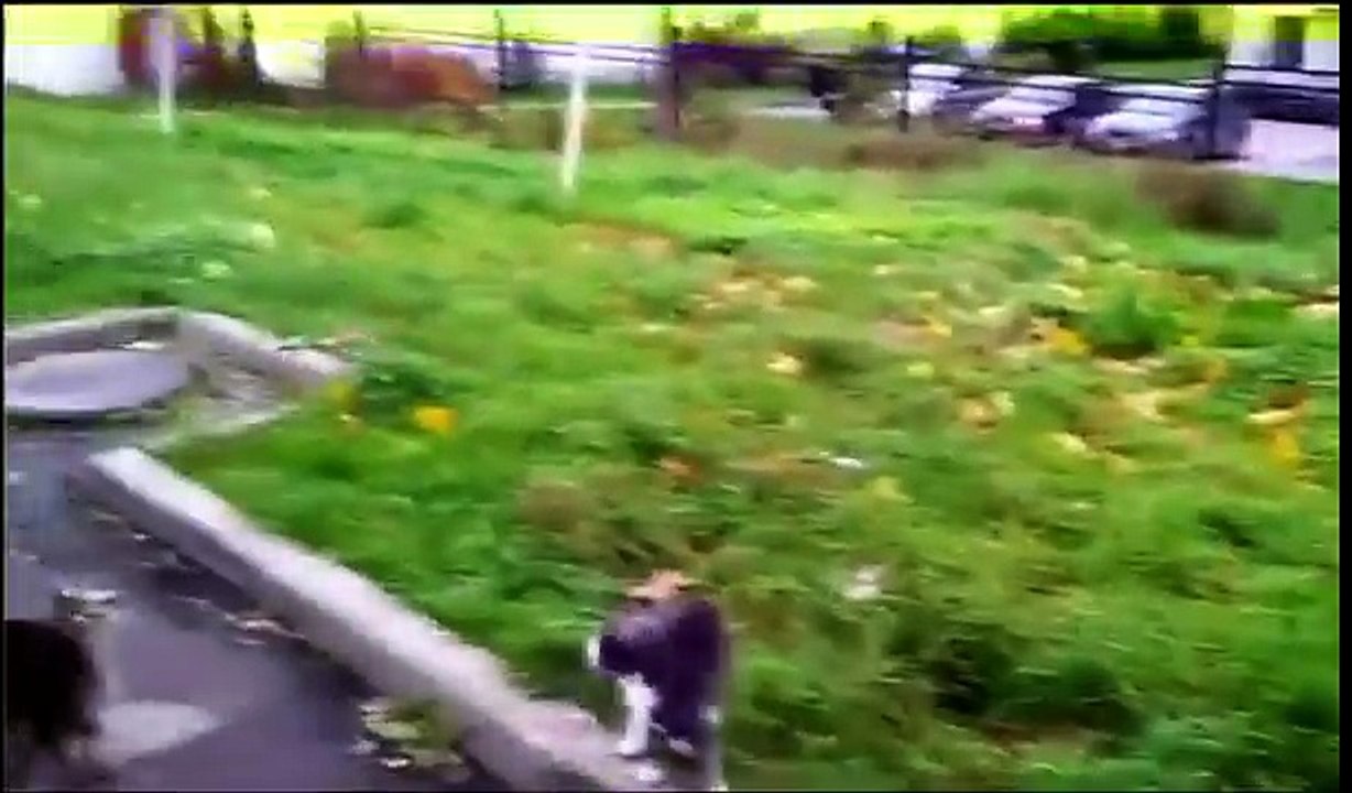 Смешные видео про кошек 2016. До слез смешно! Кошки и коты видео приколы 2016