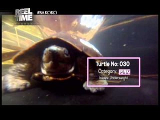 Freshwater turtles on the brink of extinction | Reel Time