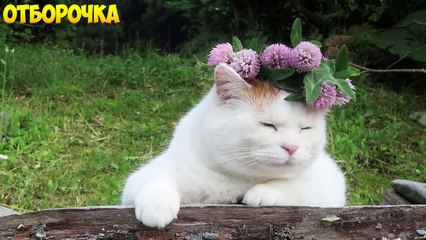 СМЕШНЫЕ КОТЫ. ПРИКОЛЫ С КОШКАМИ И КОТАМИ