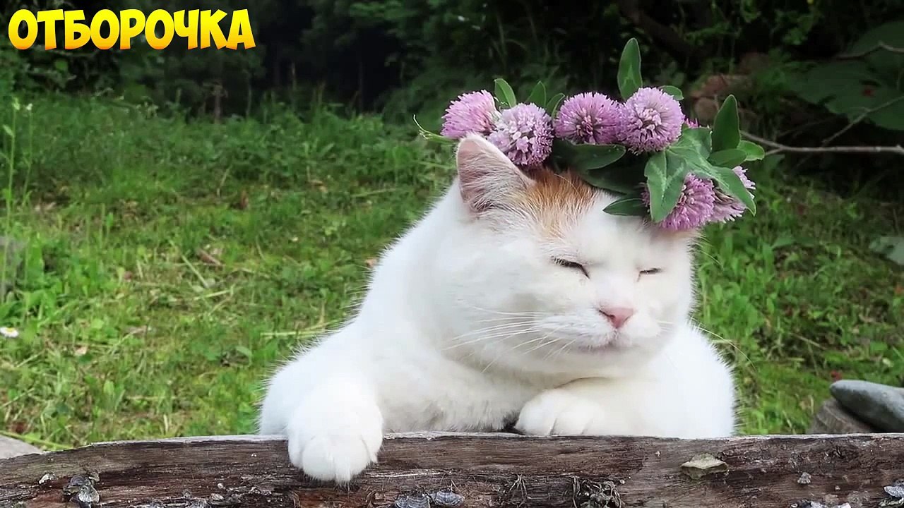 СМЕШНЫЕ КОТЫ. ПРИКОЛЫ С КОШКАМИ И КОТАМИ