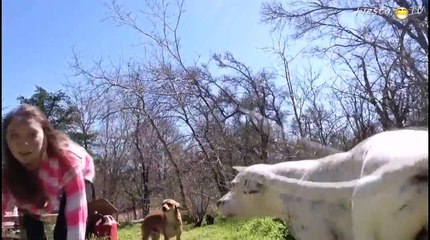ПРИКОЛЫ ЗА НЕДЕЛЮ ЛУЧШИЕ ПРИКОЛЫ