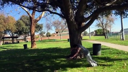 BEST COUB #1 - Лучшее видео в COUB январь 2017