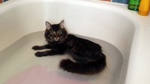 Elle met de l'eau dans la baignoire, et lorsque ce chat le remarque... je n'arrive PAS à croire qu'il réagisse ainsi, oh