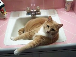 Ce chat têtu se dispute avec sa maîtresse et refuse de quitter le lavabo de la salle de bains... sa réaction est hilaran