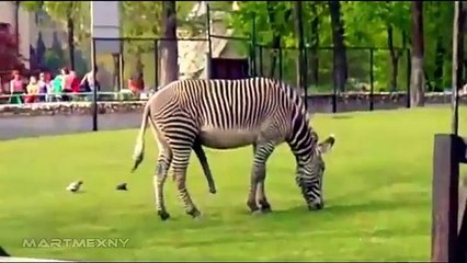 Зебра тоже любит фантазии на тему секса