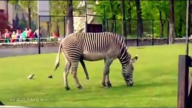 Зебра тоже любит фантазии на тему секса