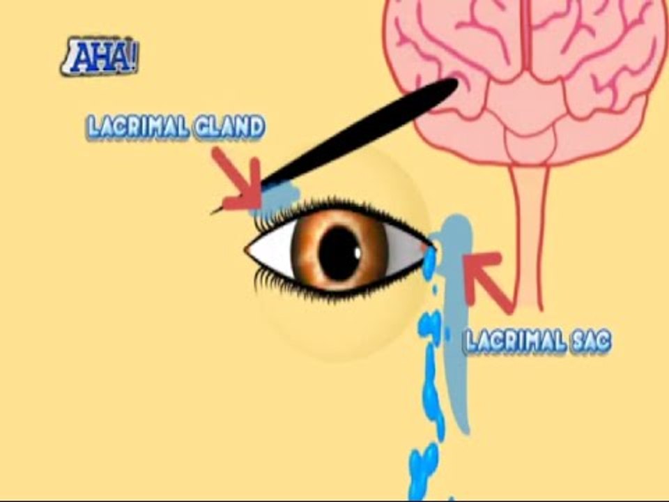 Why do we cry? 'AHA!' explains why | AHA!