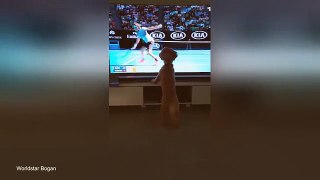 Cute dog loves watching the Australian Open