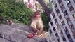 Monkey eating snatched biscuits