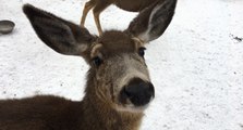 Deer feeding January 2017