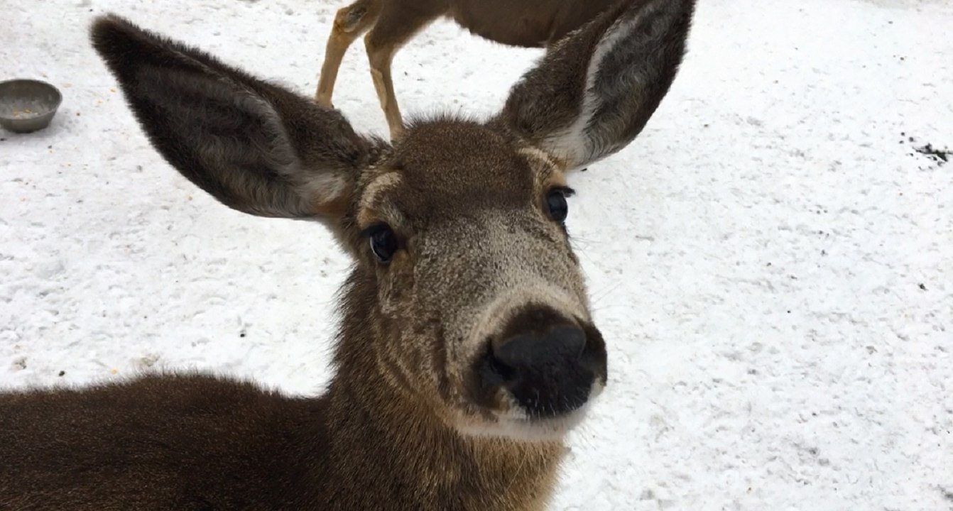 Deer feeding January 2017