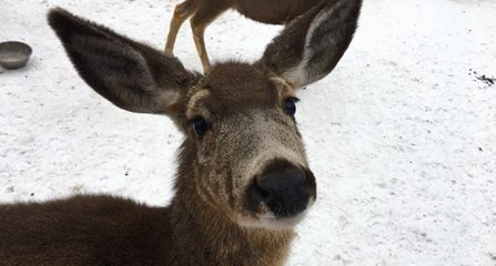 Deer feeding January 2017