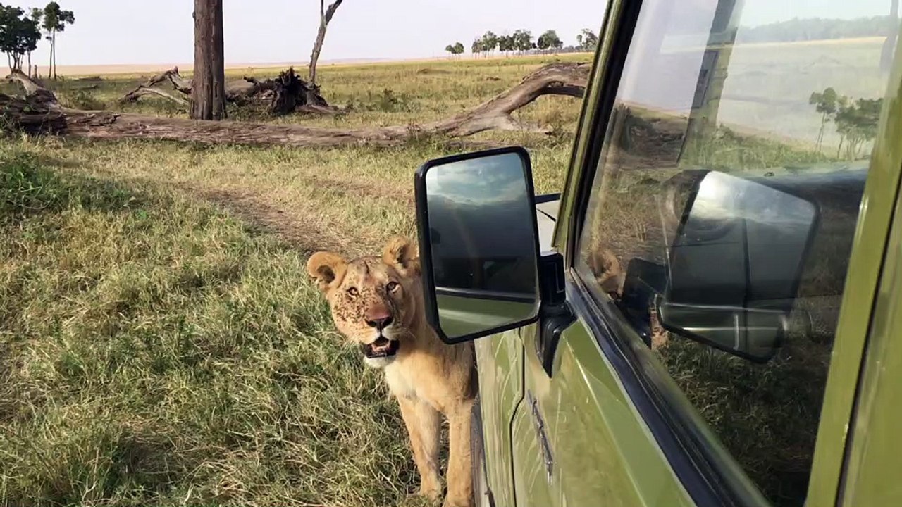 Masai Mara Lioness