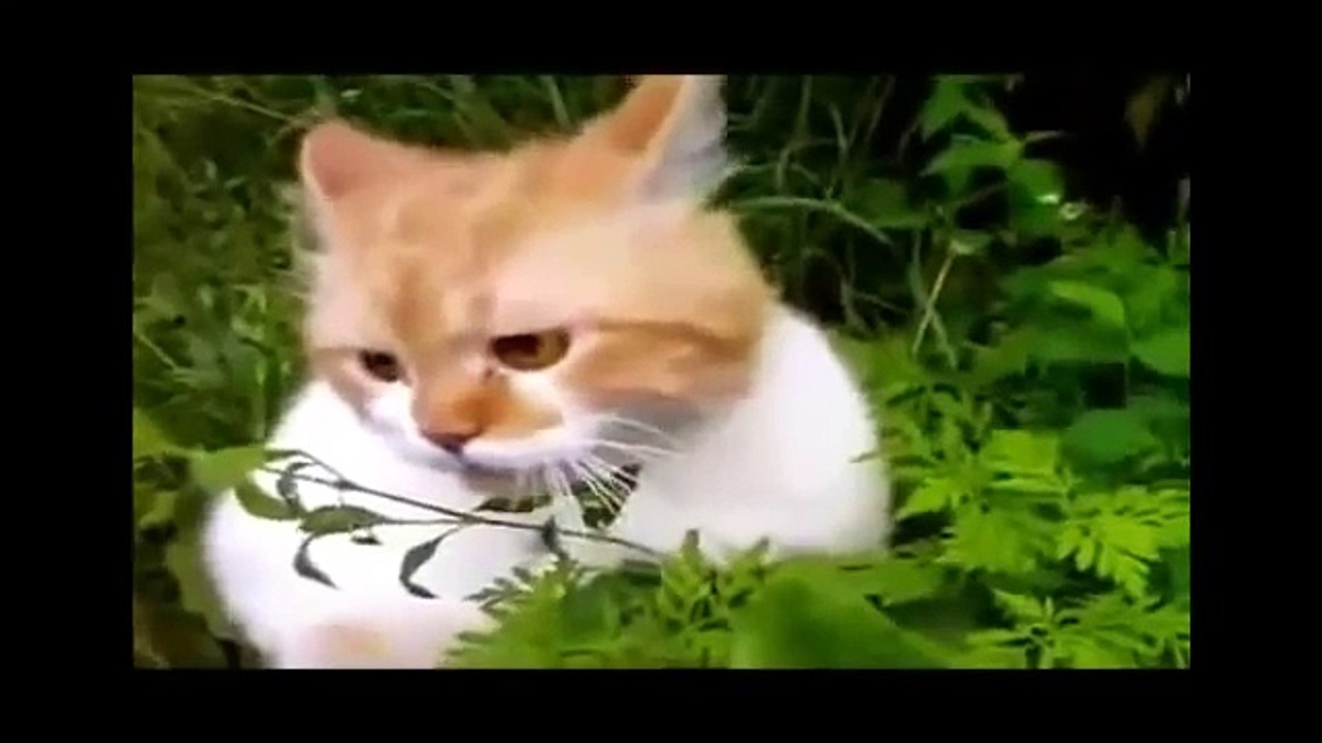⁣Лучшие Приколы с кошками 2015  Ржач !