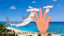 Finger Family Shark Family Nursery Rhyme | Animal Finger Family | Fish Finger Family for children