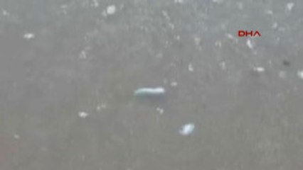 Kocaeli Hamsiler Sahilden Toplandı