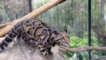Clouded Leopard Cubs Jump and Play