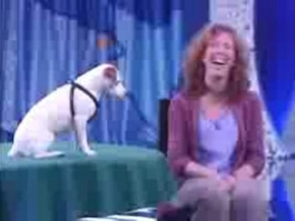 Chien qui c'est compter (Jack russel) ^spectacle