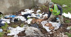 Arnavutköy'de Çok Sayıda Köpek Ölüsü Bulundu