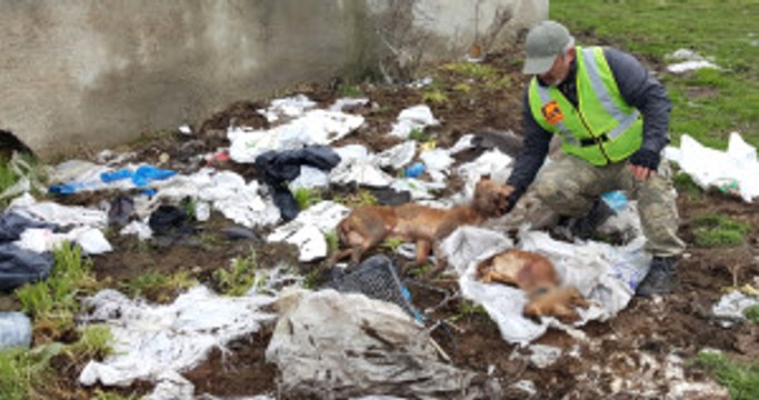 Arnavutköy'de Çok Sayıda Köpek Ölüsü Bulundu