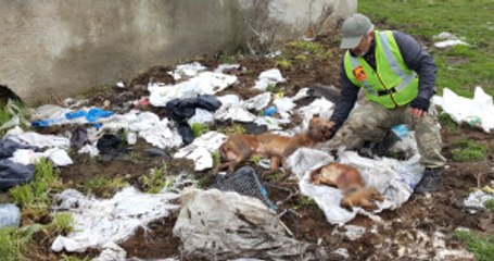 Arnavutköy'de Çok Sayıda Köpek Ölüsü Bulundu