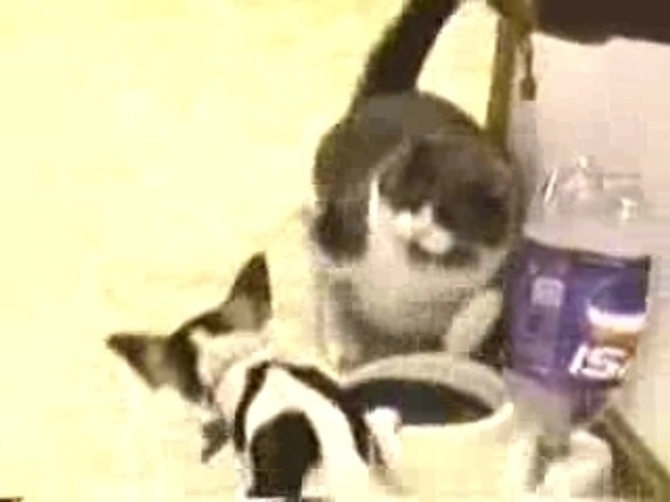 Food-fight