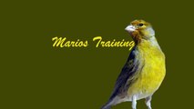 canary singing video - the best canary training song 40 minutes