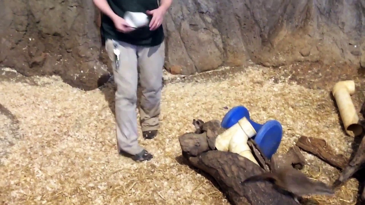 C'est l'heure du repas pour ces suricates adorables