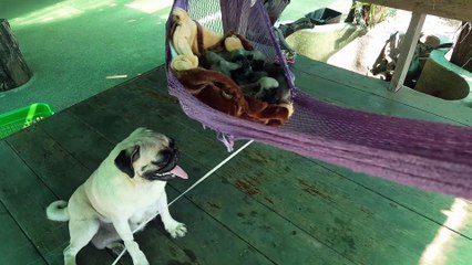 Ce papa chien a une curieuse méthode pour bercer ses petits!