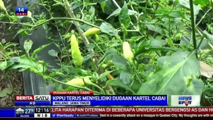 KPPU Selidiki Dugaan Kartel Cabai