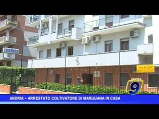 Andria  |  Arrestato coltivatore di marijuana in casa