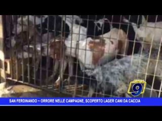 San Ferdinando di Puglia  | Orrore nelle campagne, scoperto lager dei cani da caccia