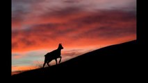 chamois silhouette des cimes