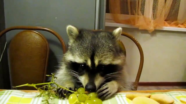 Енот и виноград | Очень смешно | Прикол