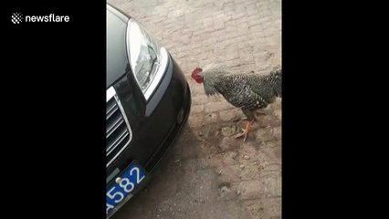 Rooster fights with its own reflection