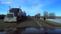 Bison herd causes traffic jam in Montana, USA