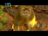 Huli cam: Rice-eating monkeys raiding homes in Surigao | Born to be Wild