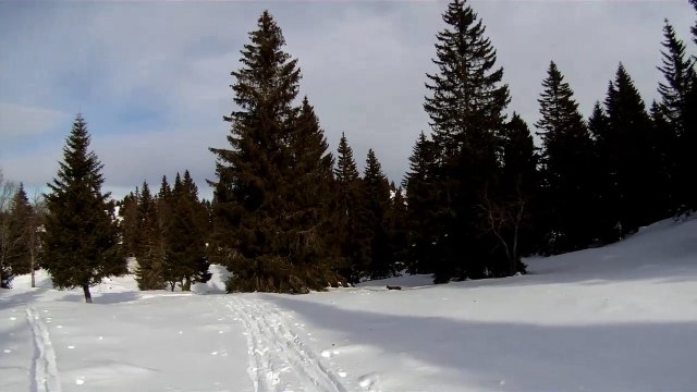 Ce skieur en promenade dans le Jura croise nez à nez un lynx !