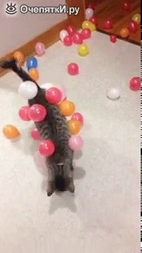 Смешной кот ходит облепленный воздушными шарами
