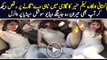 Video Viral Neelam Munir dance in her car video leaked